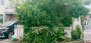 放置された植え込み