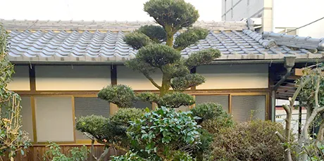 整えられた庭木