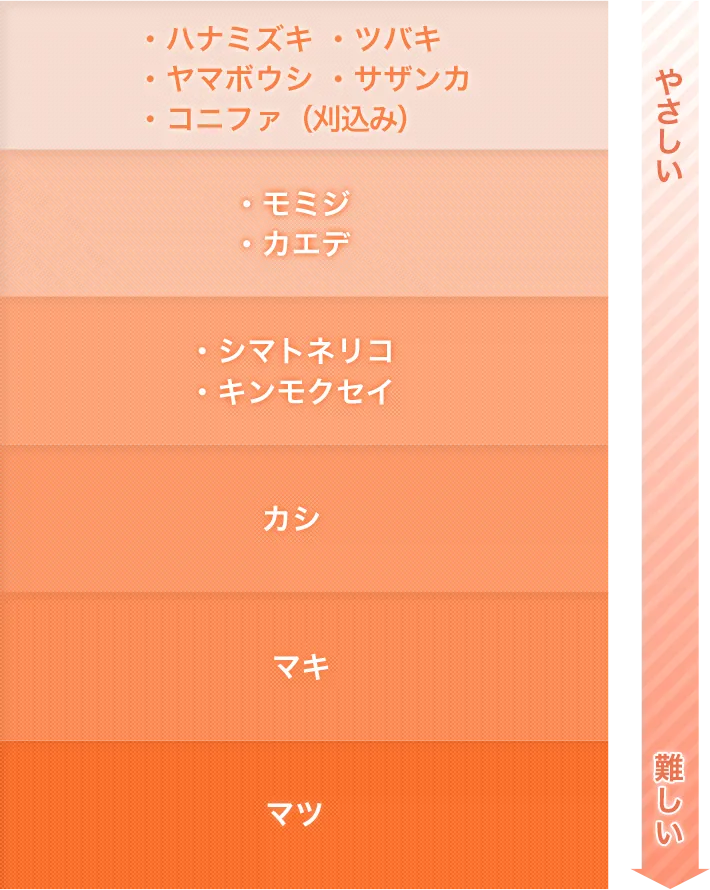 剪定難易度がやさしいものから順にハナミズキ・モミジ・シマトネリコ・カシ・マキ・マツ　他様々な木々に対応しています！