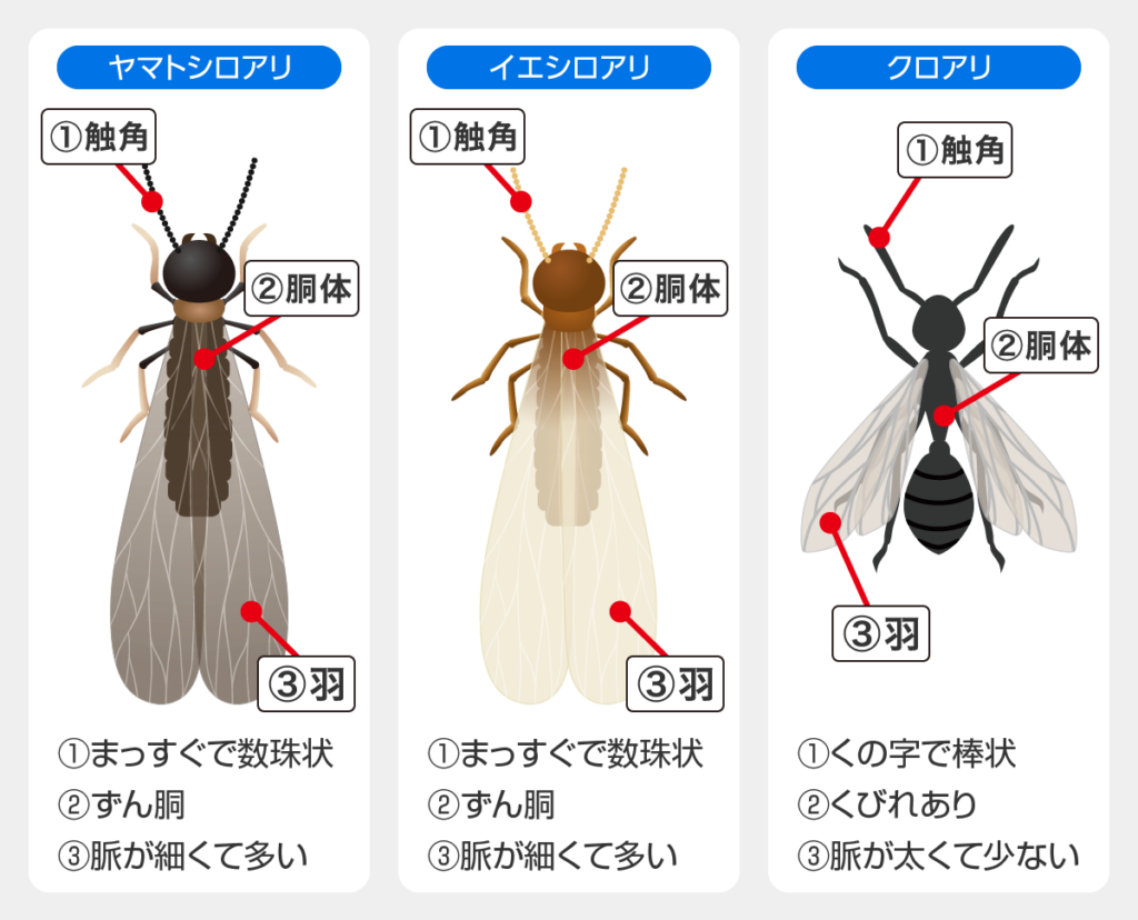 ヤマトシロアリ:①まっすぐで数珠状の触角②ずん胴の胴体③脈が細くて多い羽
イエシロアリ:①まっすぐで数珠状の触角②ずん胴の胴体③脈が細くて多い羽
クロアリ:①くの字で棒状の触角②くびれがある胴体③脈が太くて少ない羽