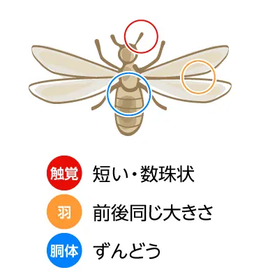 シロアリは短くて数珠状の触角、前後同じ大きさの羽で胴体は寸胴です。