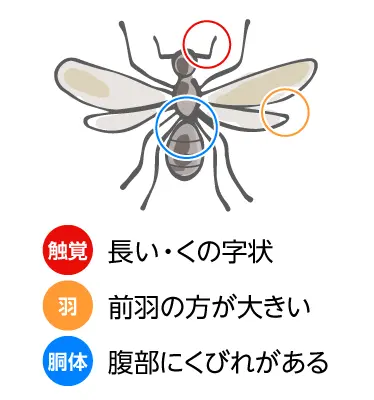 クロアリの触角は長くくの字状で、前羽の方が多きく腹部にくびれがある胴体です。