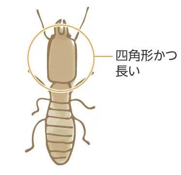 ヤマトシロアリは頭部が四角形かつ長いです