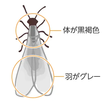 ヤマトシロアリ（羽アリ）は体が黒褐色で羽がグレーです