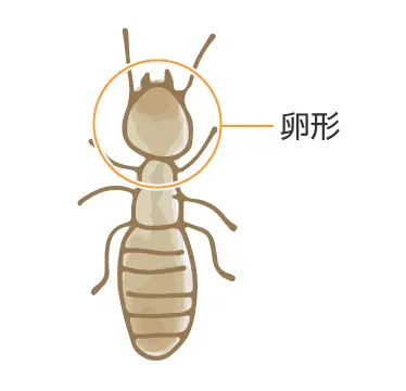イエシロアリは頭部が卵型です