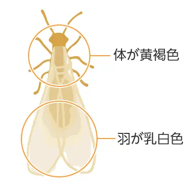 イエシロアリ（羽アリ）は体が黄褐色で羽が乳白色です