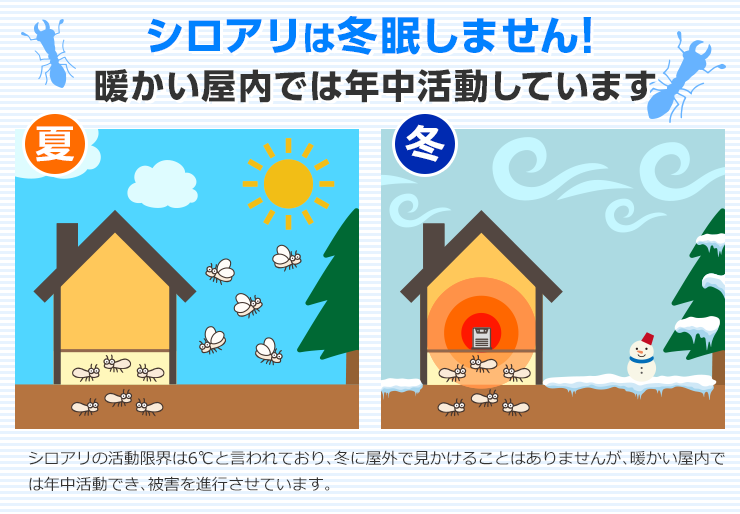 シロアリは冬眠しません！暖かい屋内では年中活動しています。シロアリの活動限界は6℃と言われており、冬に屋外で見かけることはありませんが、暖かい屋内では年中活動でき、被害を進行させています。