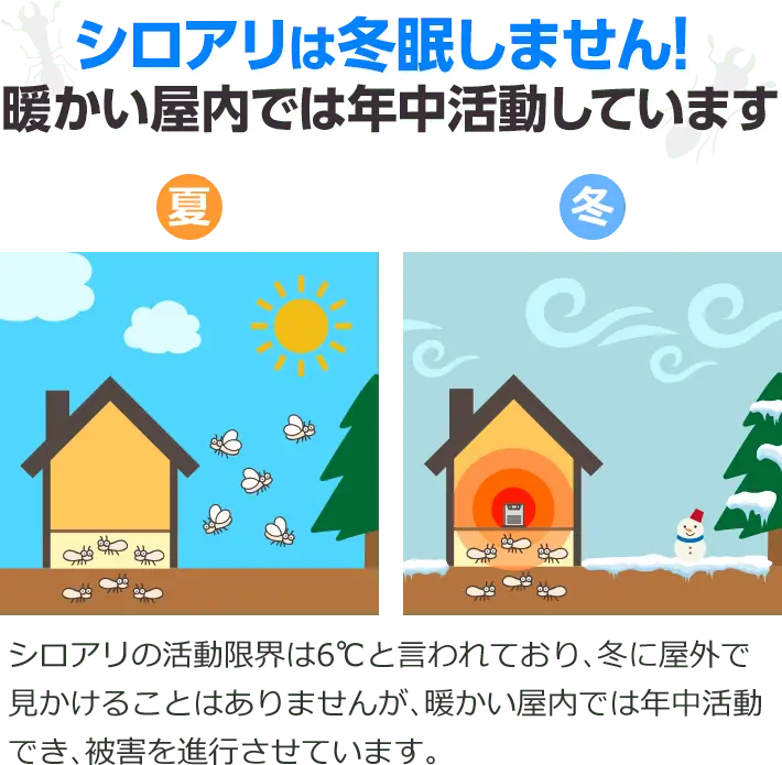 シロアリは冬眠しません！暖かい屋内では年中活動しています。シロアリの活動限界は6℃と言われており、冬に屋外で見かけることはありませんが、暖かい屋内では年中活動でき、被害を進行させています。