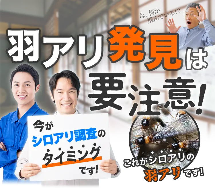 羽アリ発見は要注意！今がシロアリ調査のタイミングです！これがシロアリの羽アリです！