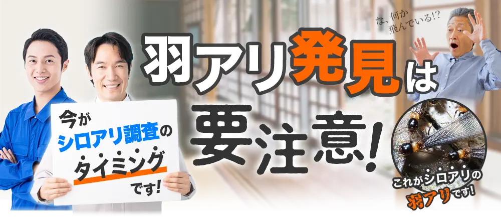 羽アリ発見は要注意！今がシロアリ調査のタイミングです！これがシロアリの羽アリです！
