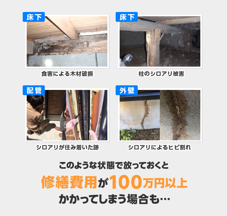 見えないところで こんなことになっているかも！？そうなる前に早めのシロアリ駆除予防をおすすめします。多くのシロアリ予防業者の施工には5年間の再発防止保証がついているので安心です。シロアリ予防業者の中には5年保証を2回分のセット費用として10年保証をつけている業者も存在します。被害が出ると、修繕・リフォーム費用・シロアリ予防料金も含め100万円以上かかってしまうことも…　床下　食害による木材破損　床下　柱のシロアリ被害　配管　シロアリが住み着いた跡　外壁　シロアリによるひび割れ