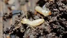 巣まで駆除できずに 再発してしまう…