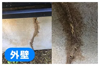 外壁のシロアリによるひび割れ