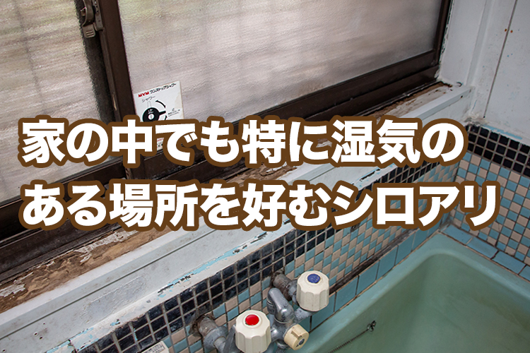 浴室のシロアリ被害事例
