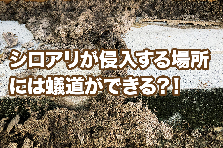 シロアリはどこから浴室に侵入するのか
