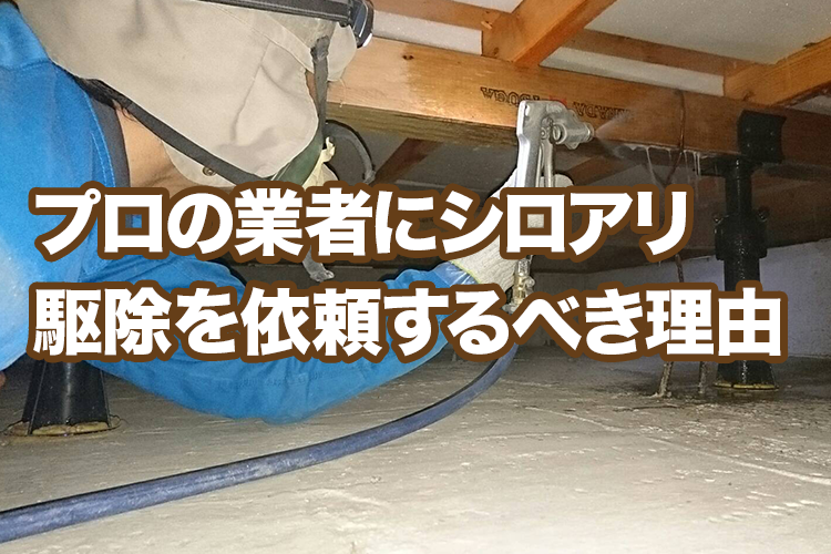 浴室でシロアリ被害・羽アリをみつけたら