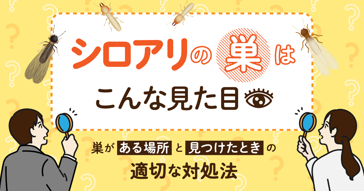 シロアリの巣の見た目や場所と見つけたときの対処法