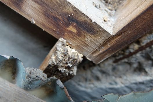 家が倒壊？シロアリが私たちに及ぼす害とは