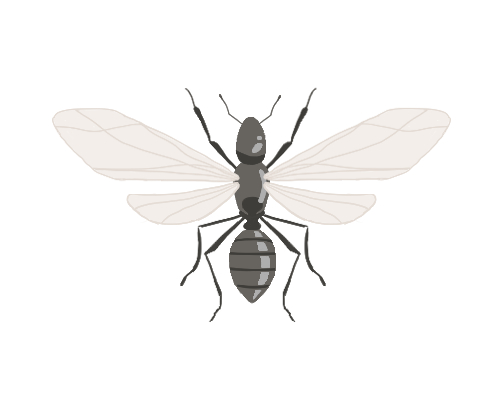 「クロアリの羽アリ」の特徴