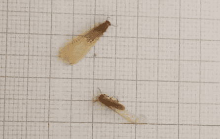 シロアリの種類と見分け方がひと目でわかる!特徴・違いを画像で解説 | シロアリ110番
