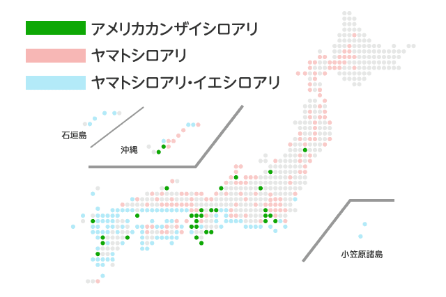 アメリカカンザイシロアリとヤマトシロアリとイエシロアリの分布図