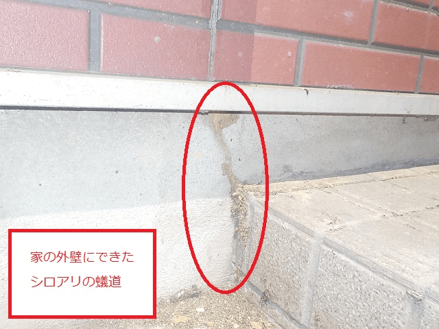 シロアリ点検はここを見る！費用や方法の疑問をまるっと解決するための全知識 | シロアリ110番