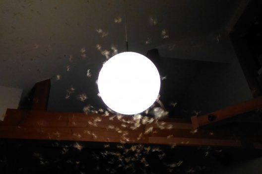 ライトに群がる羽アリ