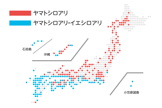 ヤマトシロアリとイエシロアリの分布図