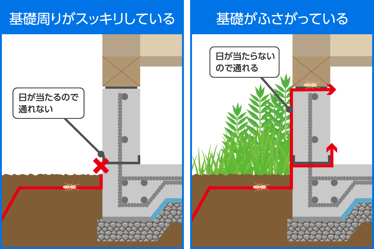 外基礎周りのシロアリ侵入経路