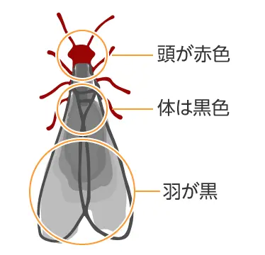 アメリカカンザイシロアリ