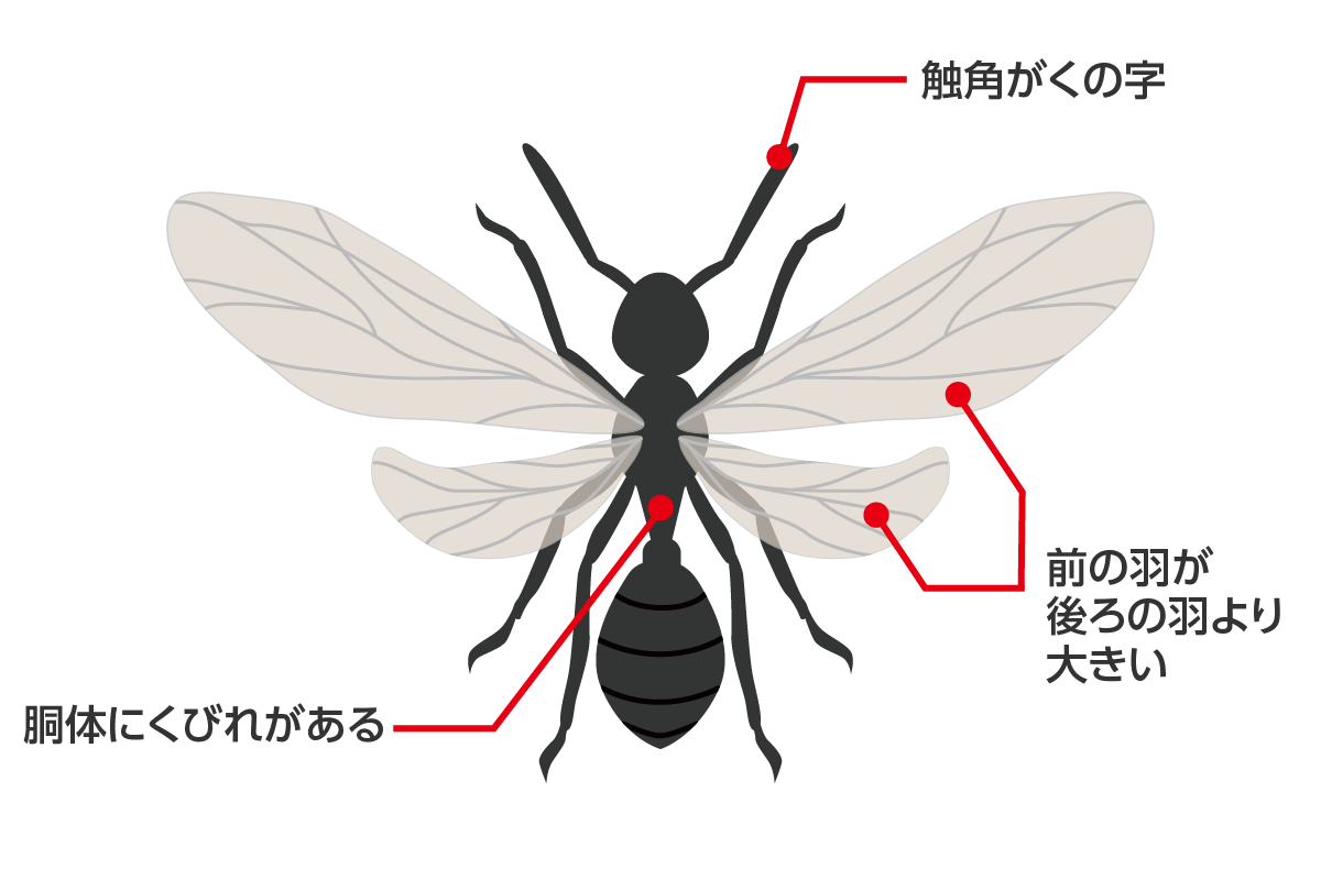 クロアリの羽アリ