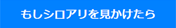 もしシロアリを見かけたら