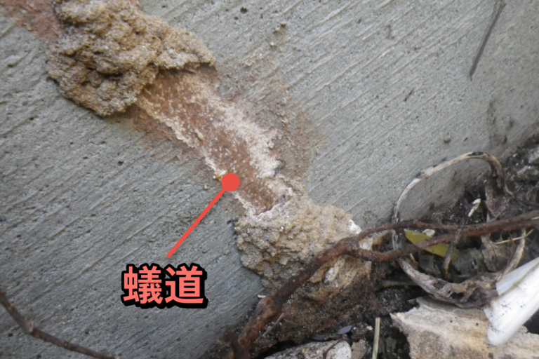 シロアリ被害の例を写真で紹介！セルフチェックできる被害の見分け方 | シロアリ110番