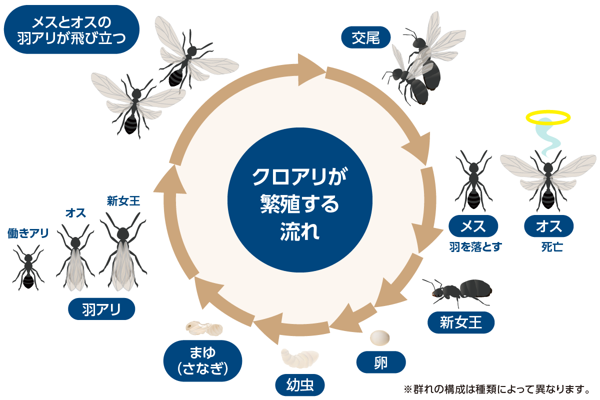 クロアリが繁殖する流れ