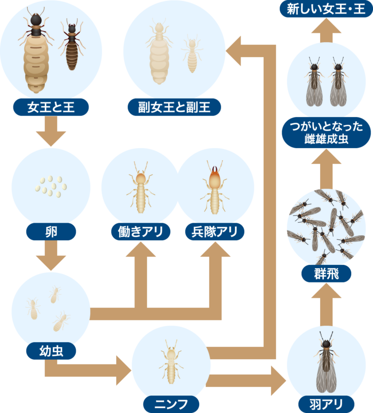 羽アリの種類の見分け方は簡単!違いがわかる解説画像とシロアリの実物写真 | シロアリ110番