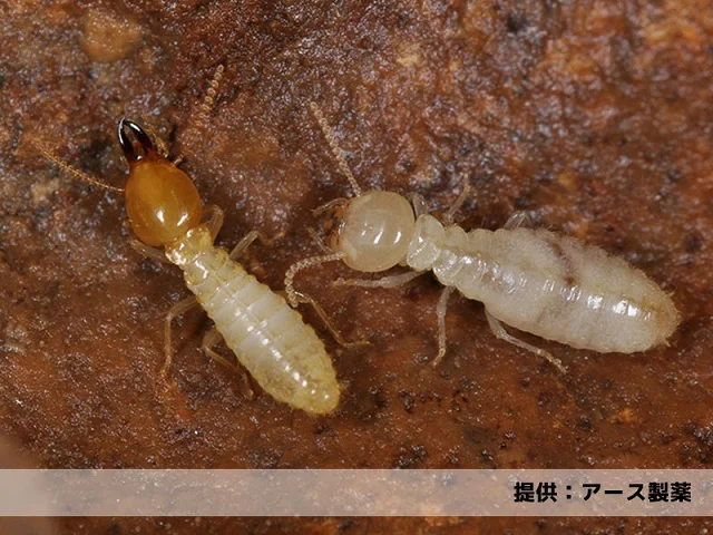 提供　イエシロアリの兵蟻と職蟻