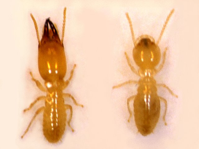 ヤマトシロアリの兵蟻と職蟻