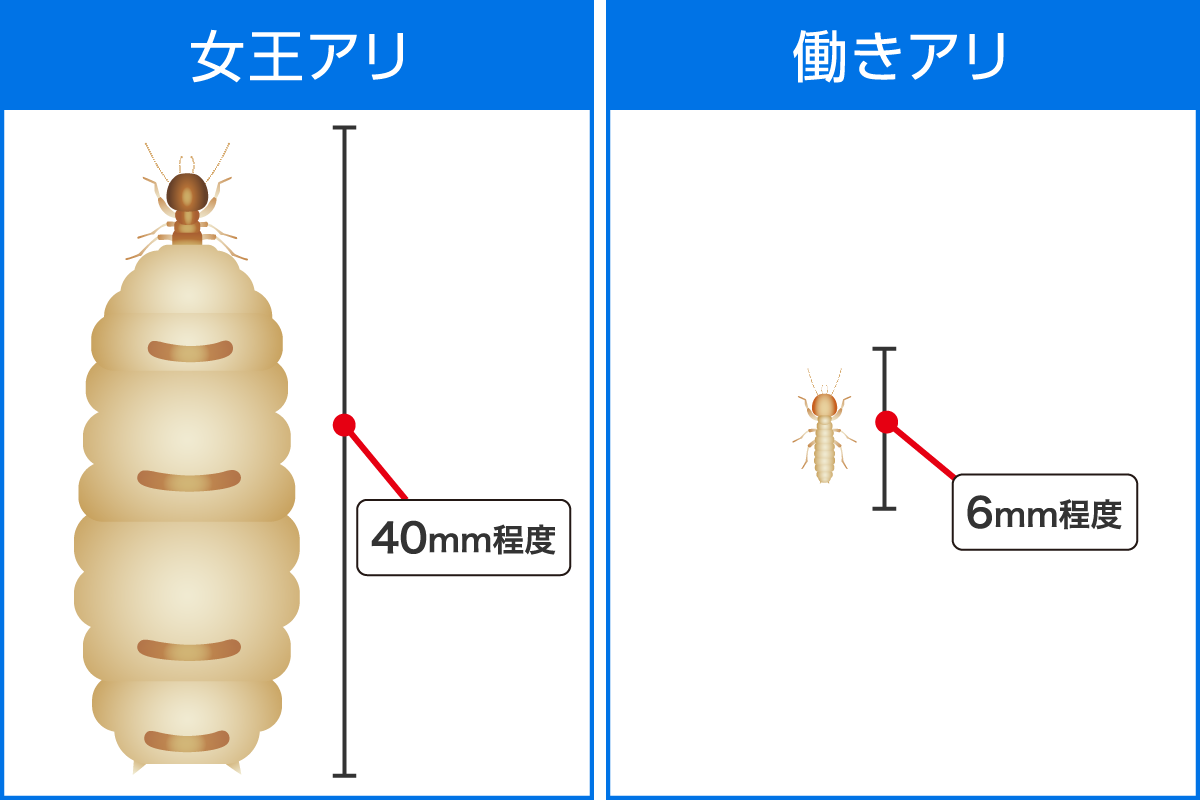 イエシロアリの女王アリ