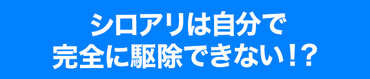 シロアリは自分で完全に駆除できない