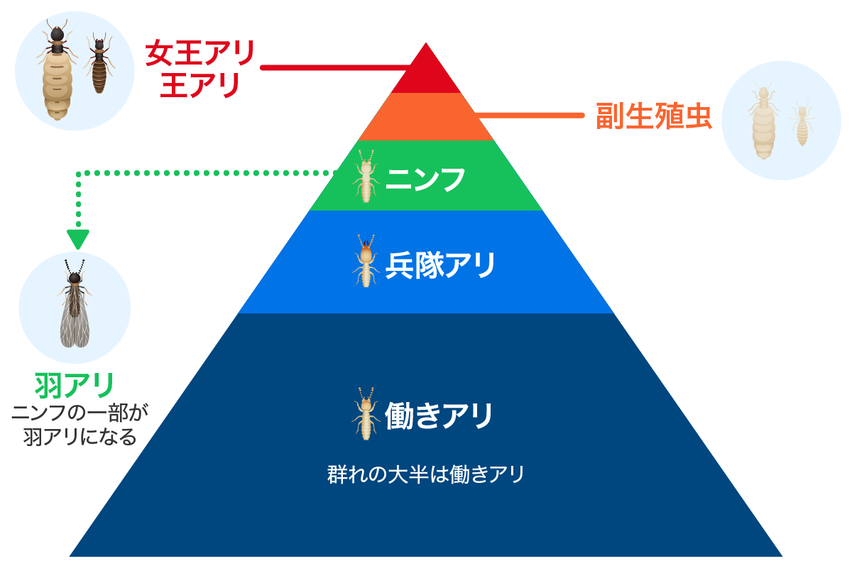 シロアリの社会構造