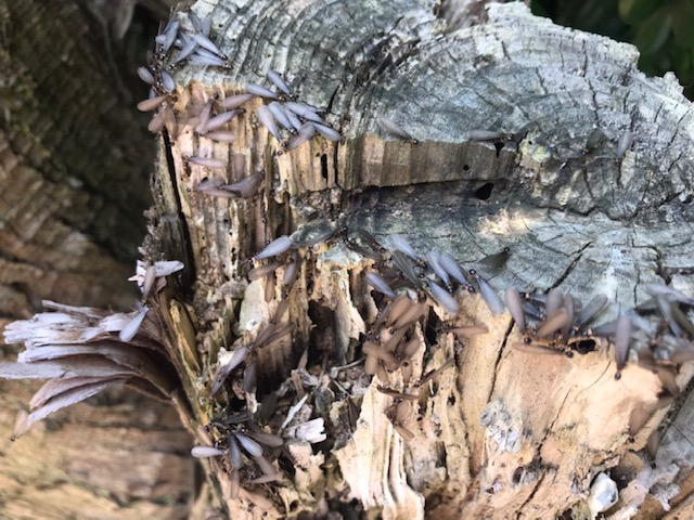 切り株のシロアリ被害