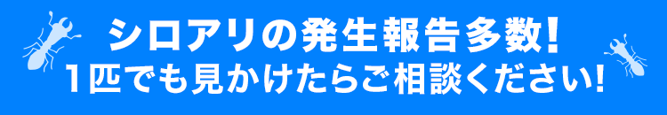 シロアリの発生報告多数!
1匹でも見かけたらご相談ください!