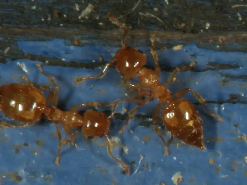 キイロシリアゲアリ