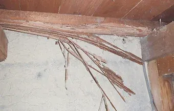 シロアリ被害を受けた床下