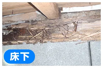 食害による木材破損