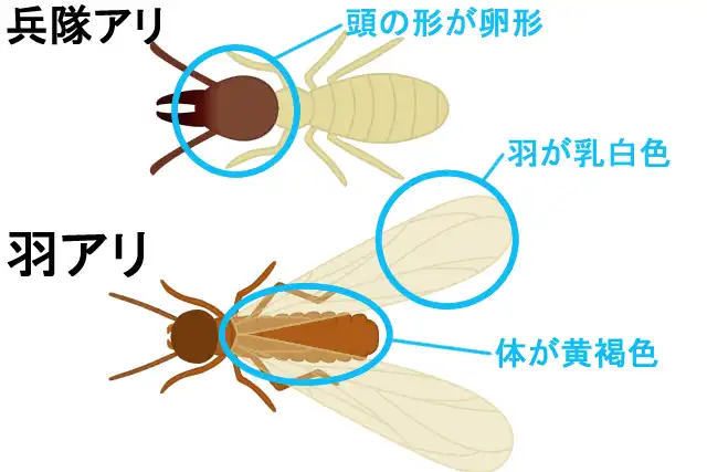 イエシロアリの兵蟻と羽アリ