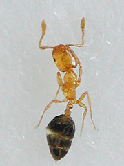 引用　ヒメアリ