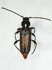 引用　ヒメスギカミキリ