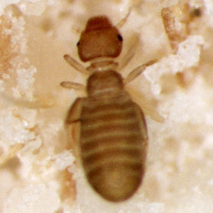 引用　ヒラタチャタテ