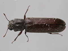 引用　ヒラタキクイムシ